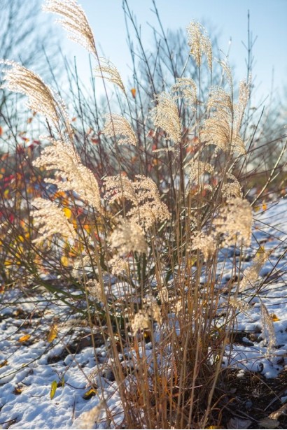 Miscanthus sinensis `Dronning Ingrid`